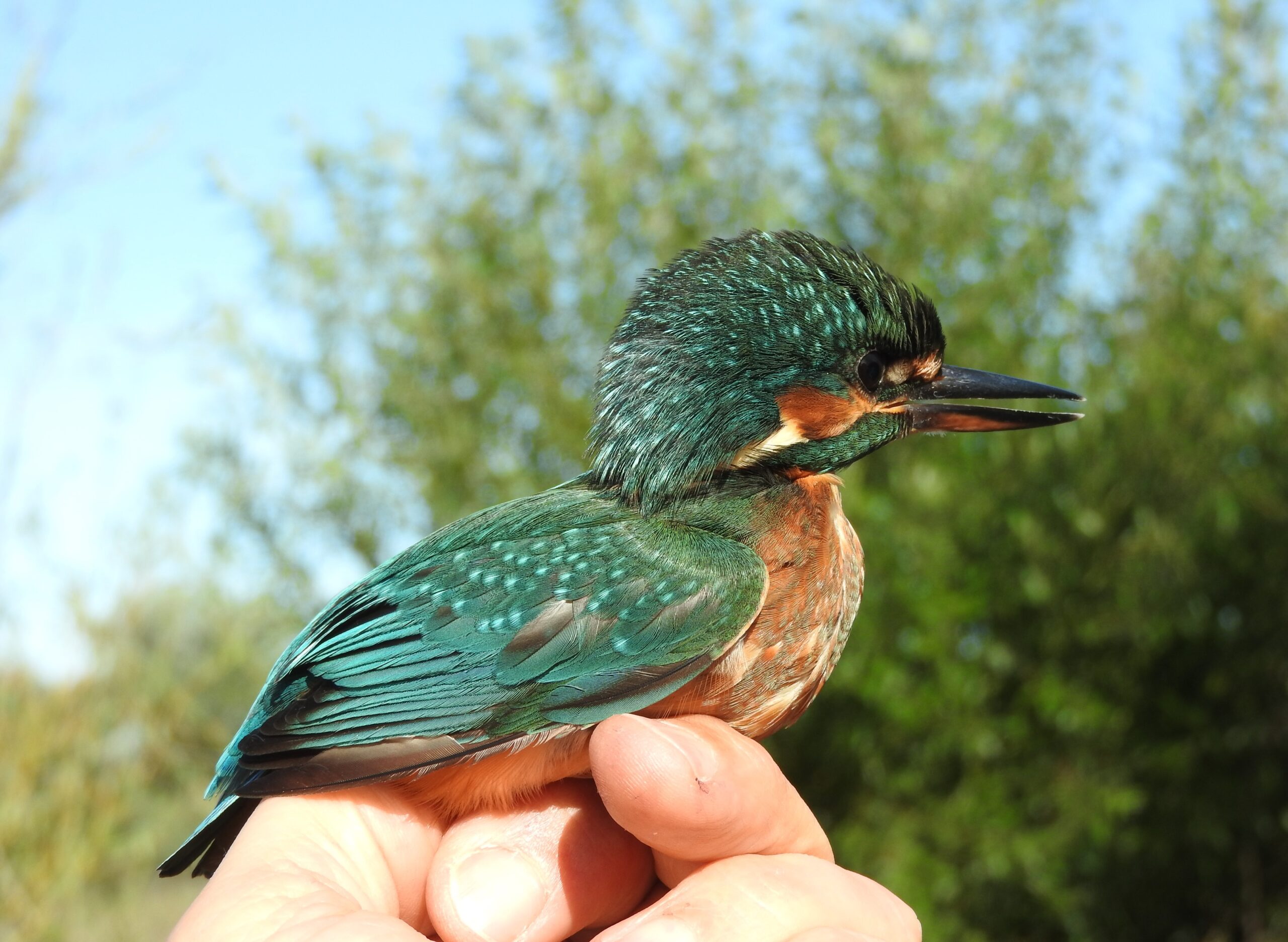 Bezoek aan Vogelringstation AWD