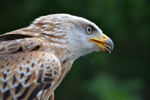 Lezing over Roofvogels