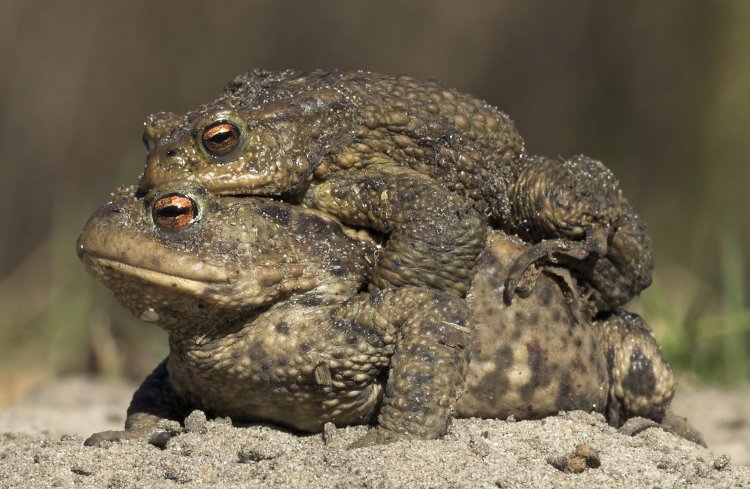 Werkgroep Paddentrek