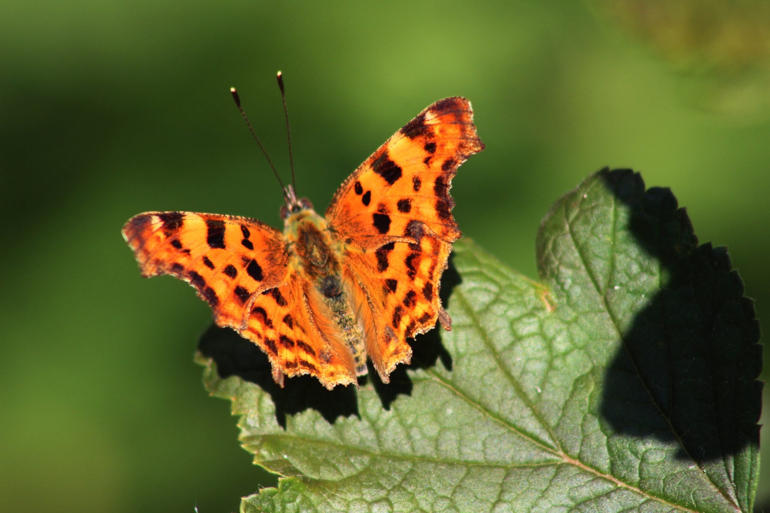 Activiteitenagenda aangevuld t/m 26 september