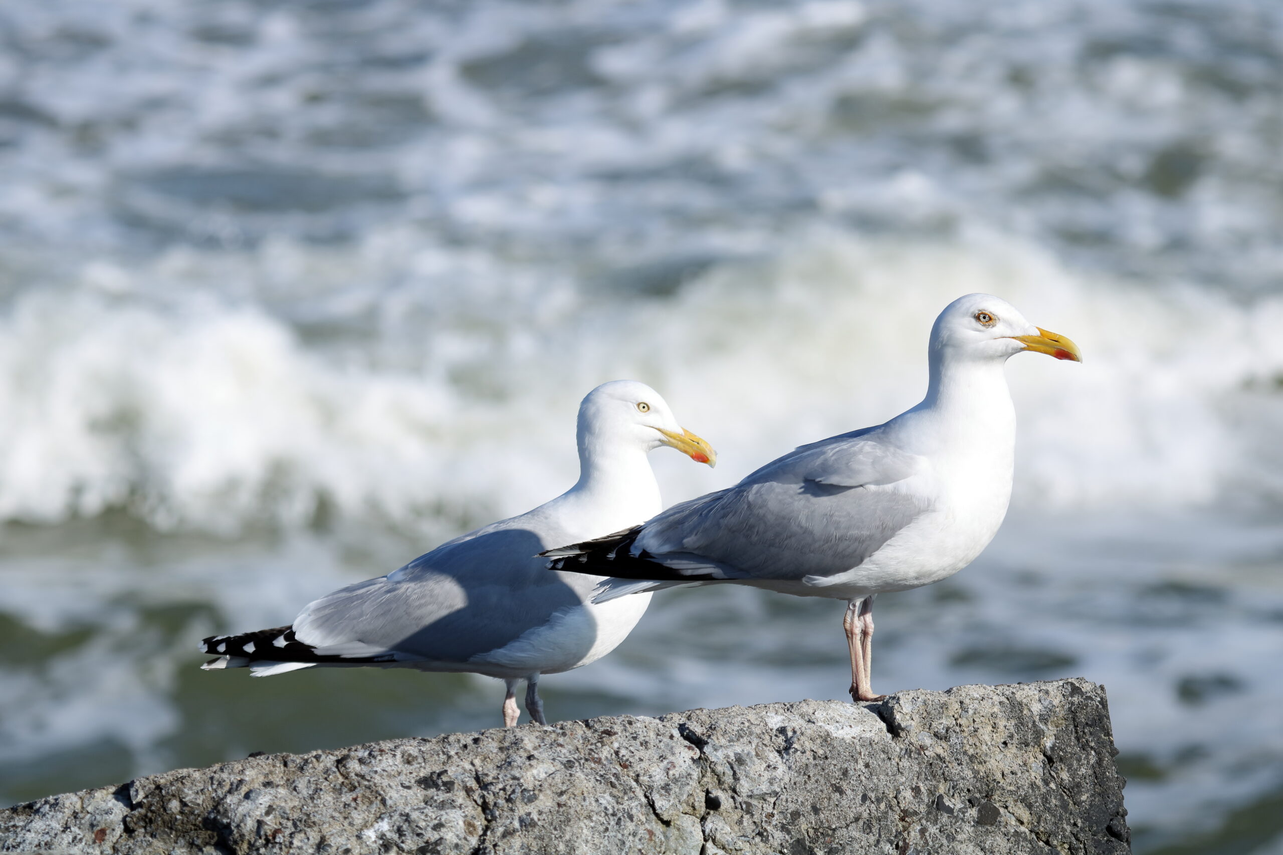 Wandeling op de Zuidpier in IJmuiden.