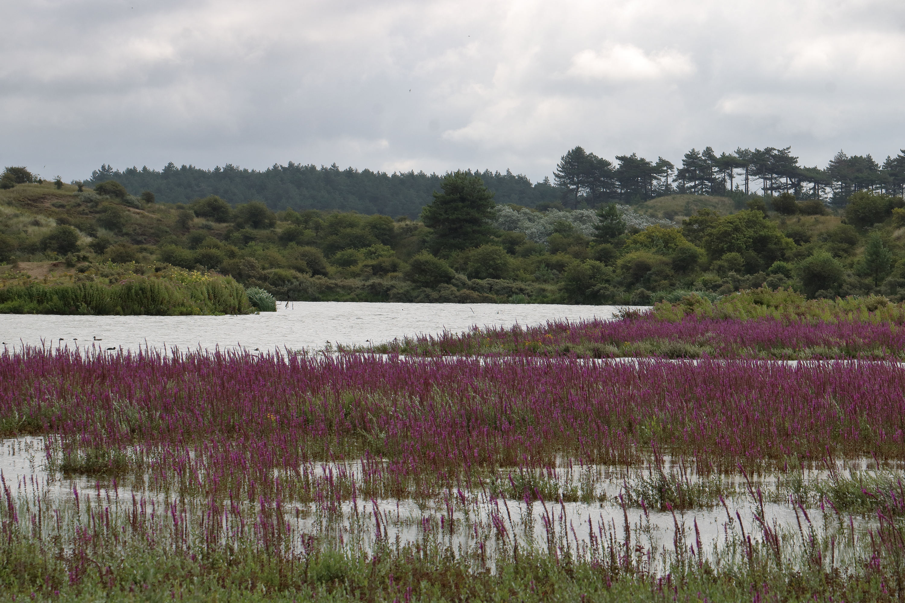 Presentatie over het NP Zuid-Kennemerland