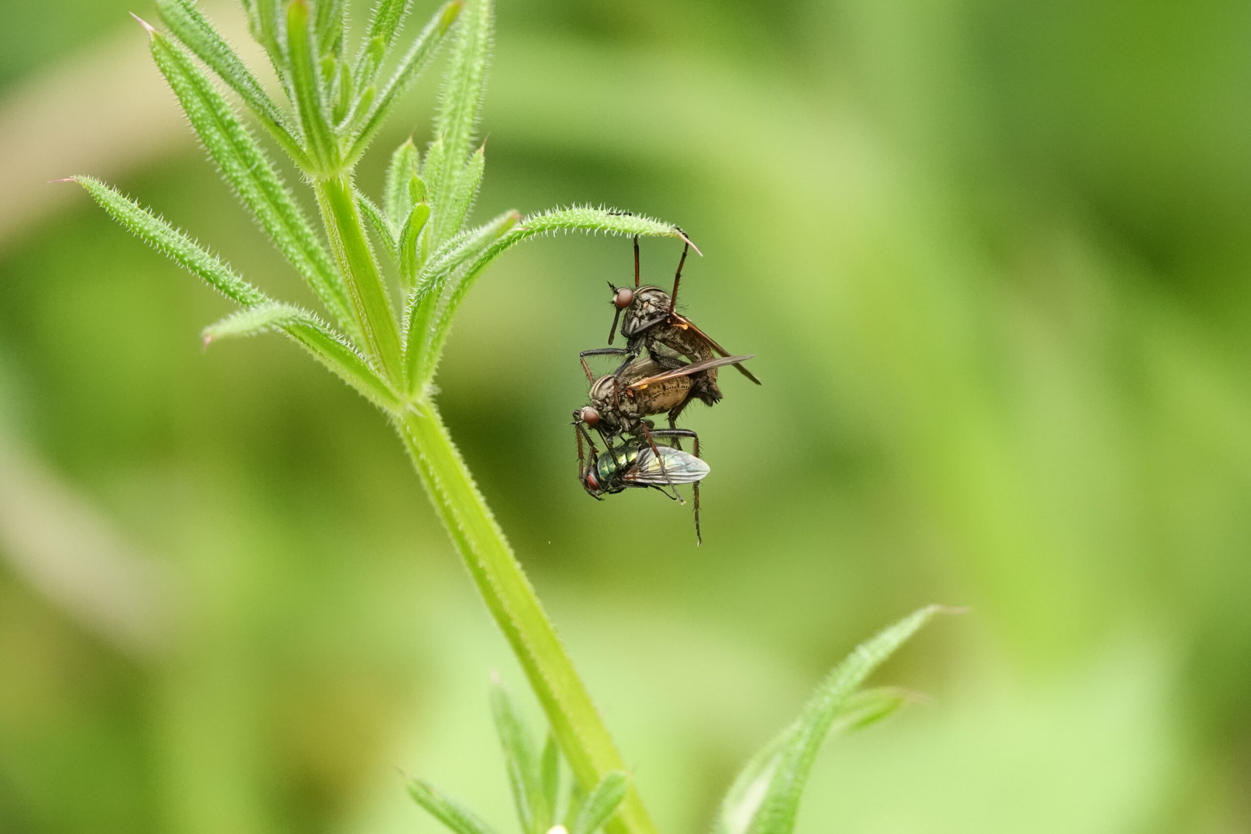 Prijzenswaardige foto