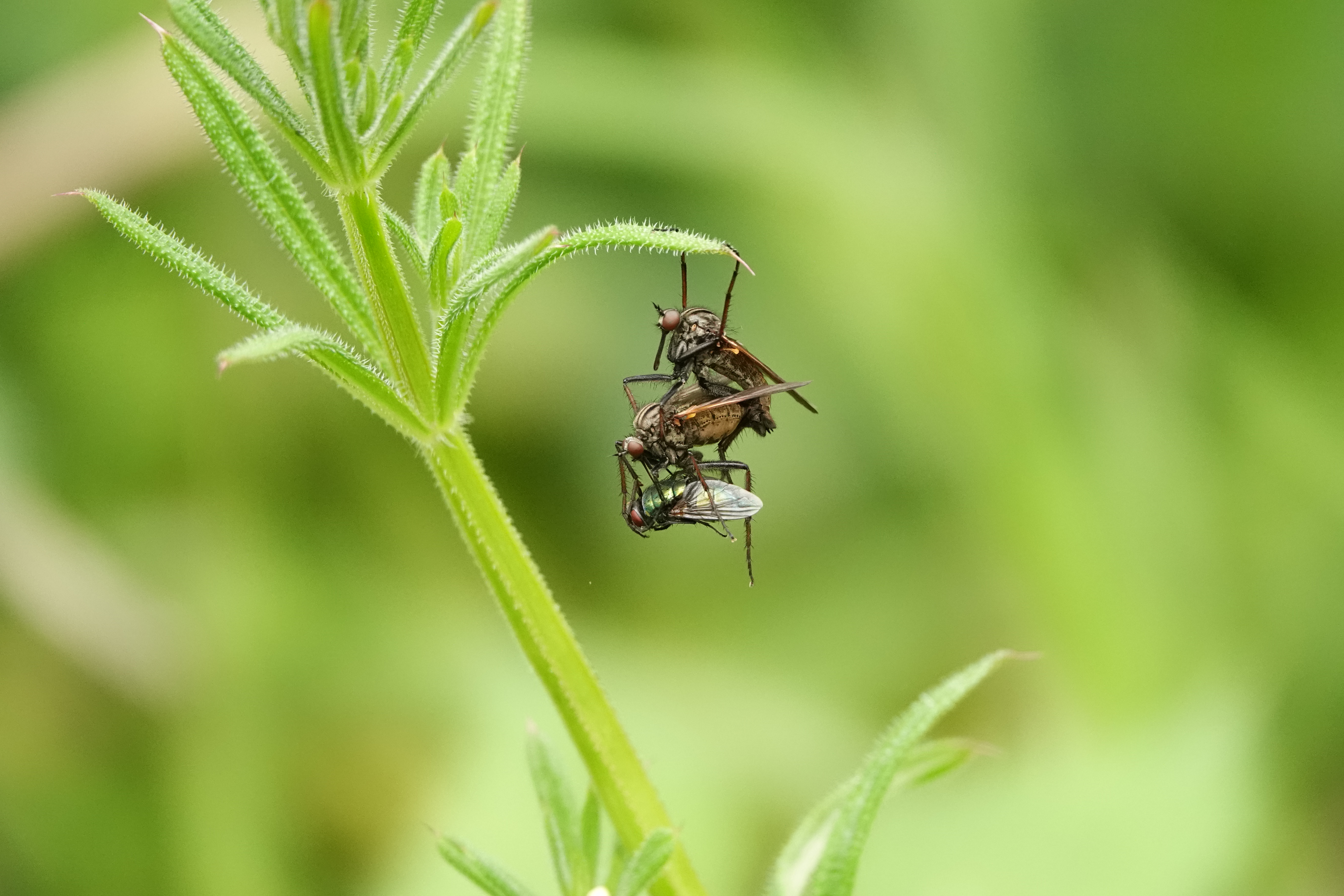 Prijzenswaardige foto